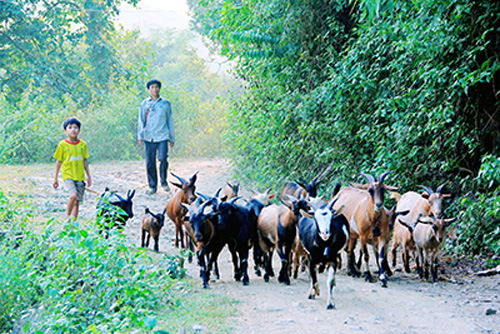 Bí thư chi bộ làm kinh tế giỏi